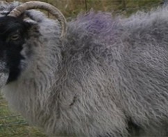 The Worlds Oldest Sheep Has Died!