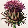 The Scottish Thistle