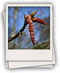 Edinburgh Botanic Gardens