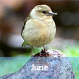 June