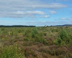 A Walk Through Culloden